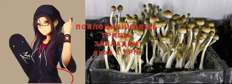 мориарти состав  хочу наркоту  Дятьково  Галлюциногенные грибы Cubensis 