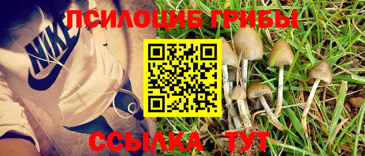 Псилоцибиновые грибы Psilocybine cubensis Дятьково